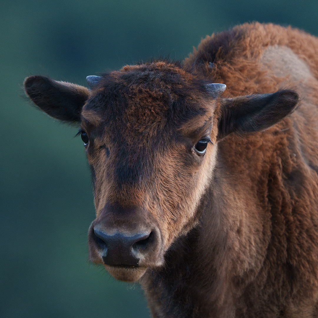 Baby Bison II