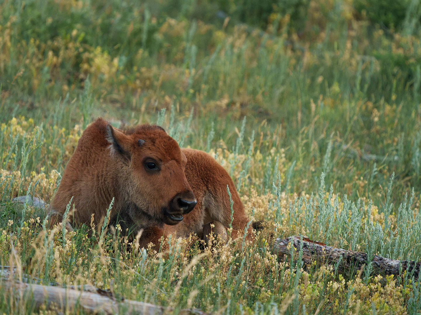 Baby Bison I