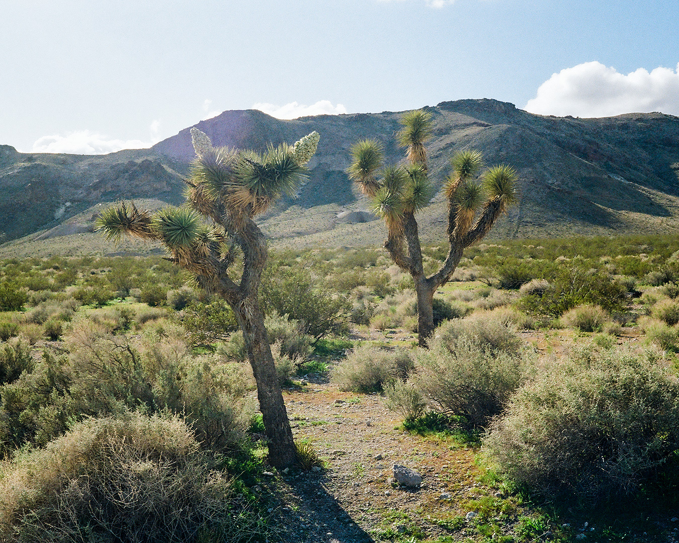 Beatty & Rhyolite VIII