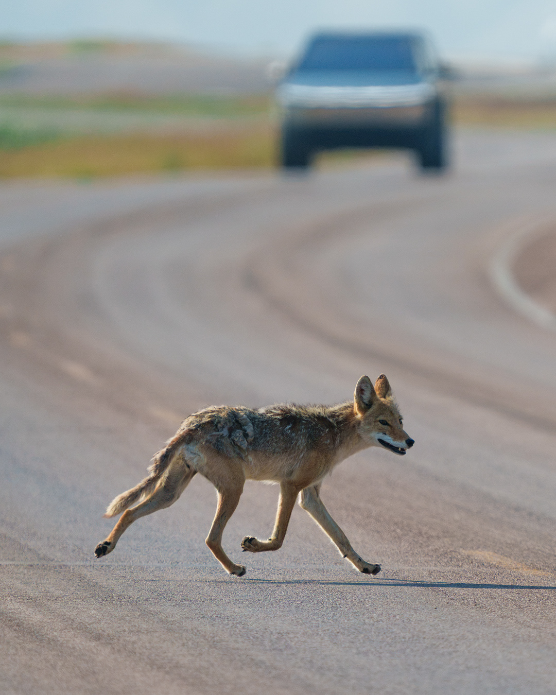 Coyote Crossing