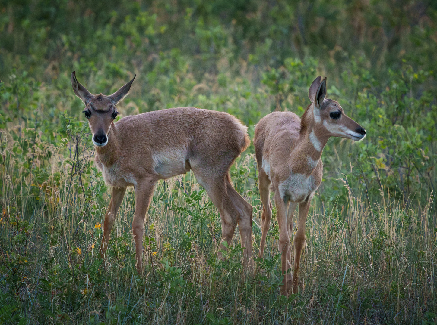 Young Pronghorns