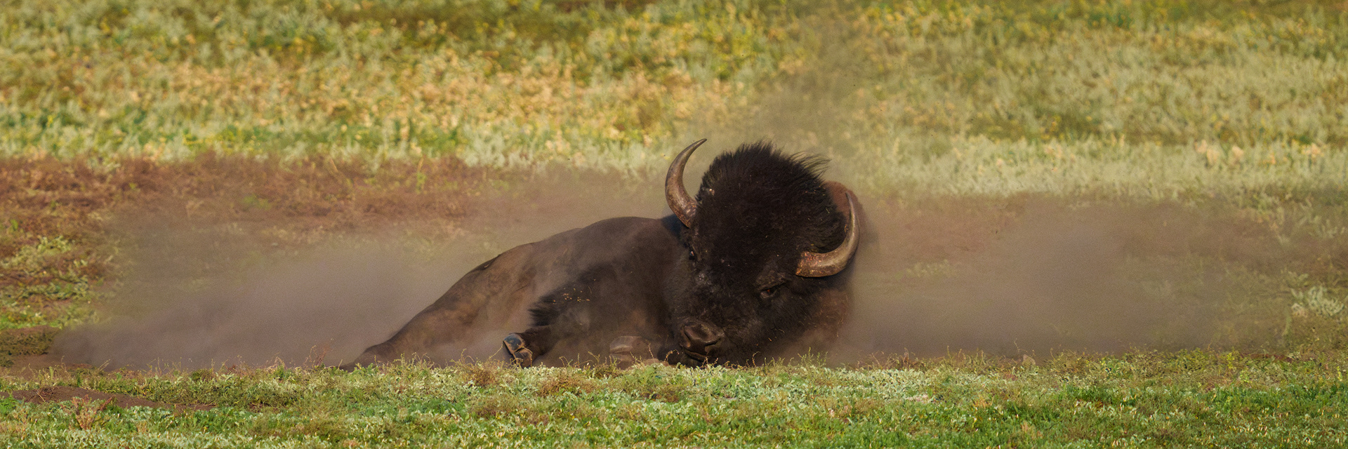 Rolling In The Dirt