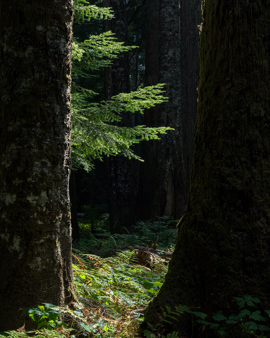 Peeking Pine