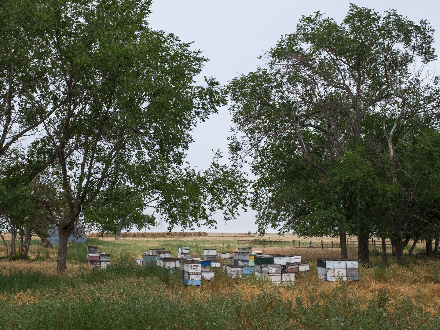 Bee Boxes II