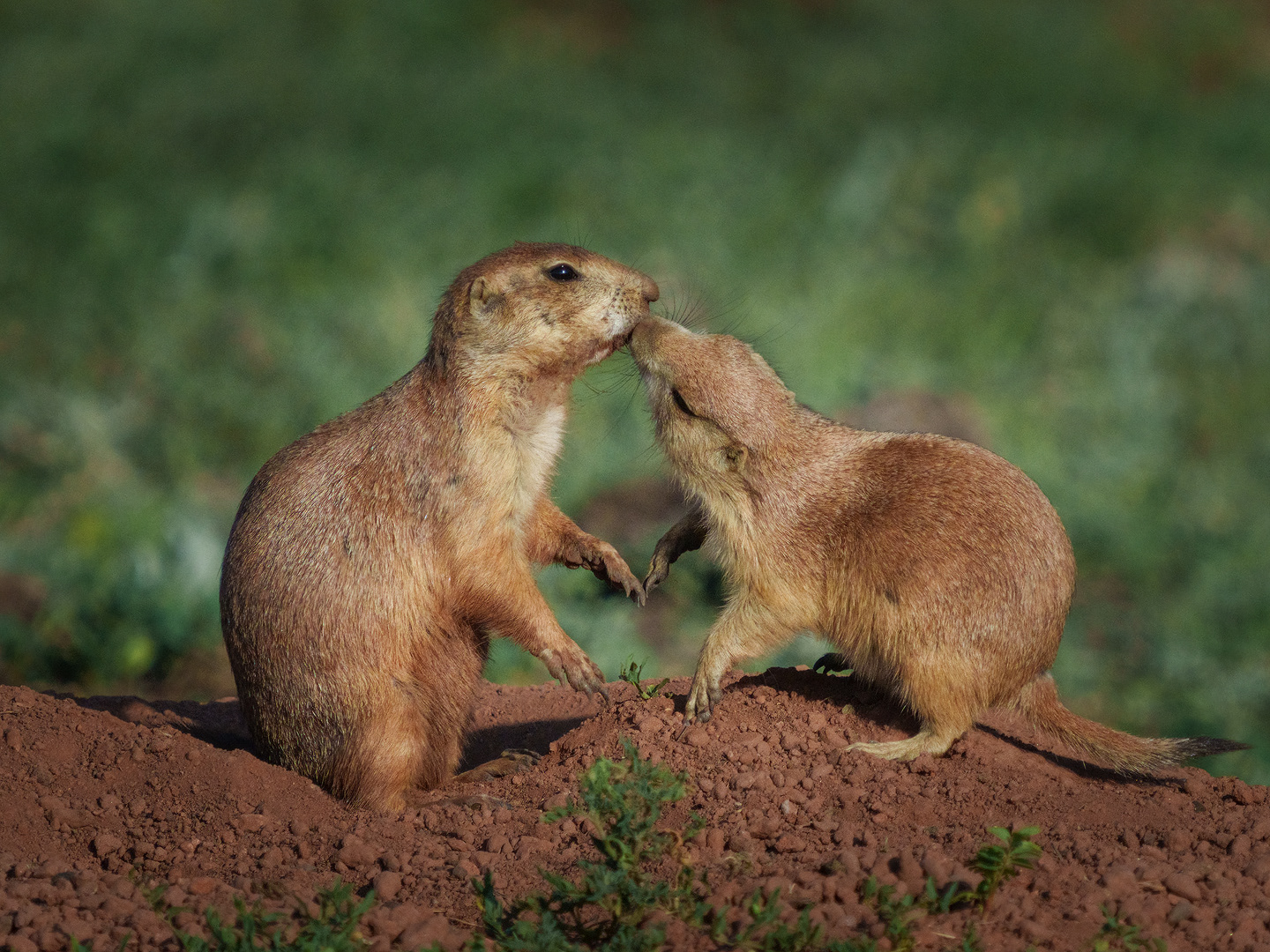 Greeting Kiss