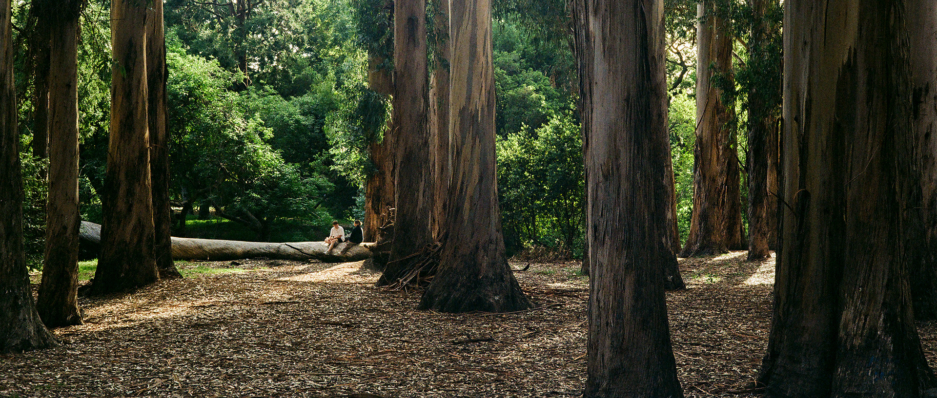 Eucalyptus Grove