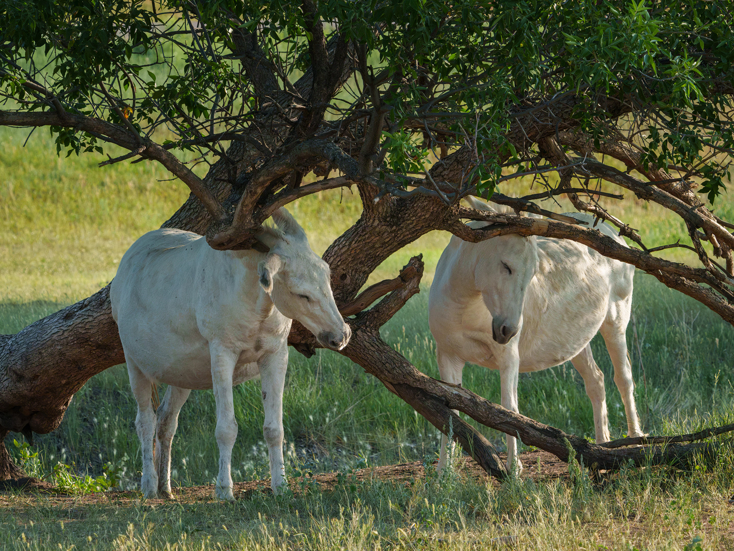 Burro Scratch Post