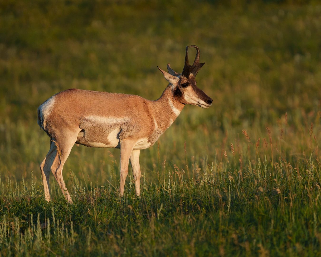 Pronghorn