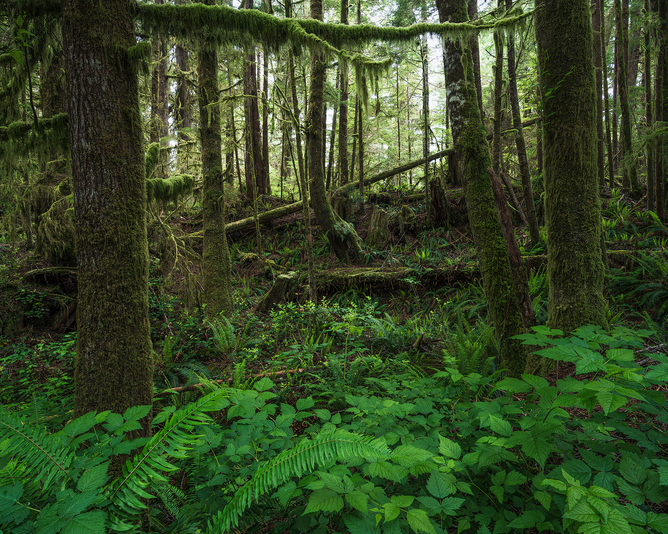Beyond The Brush