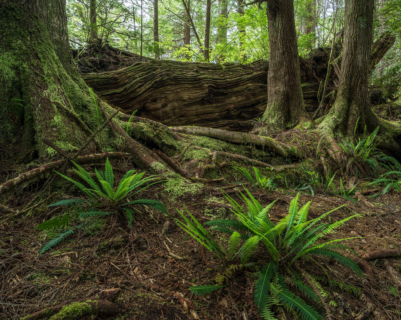 Carboniferous