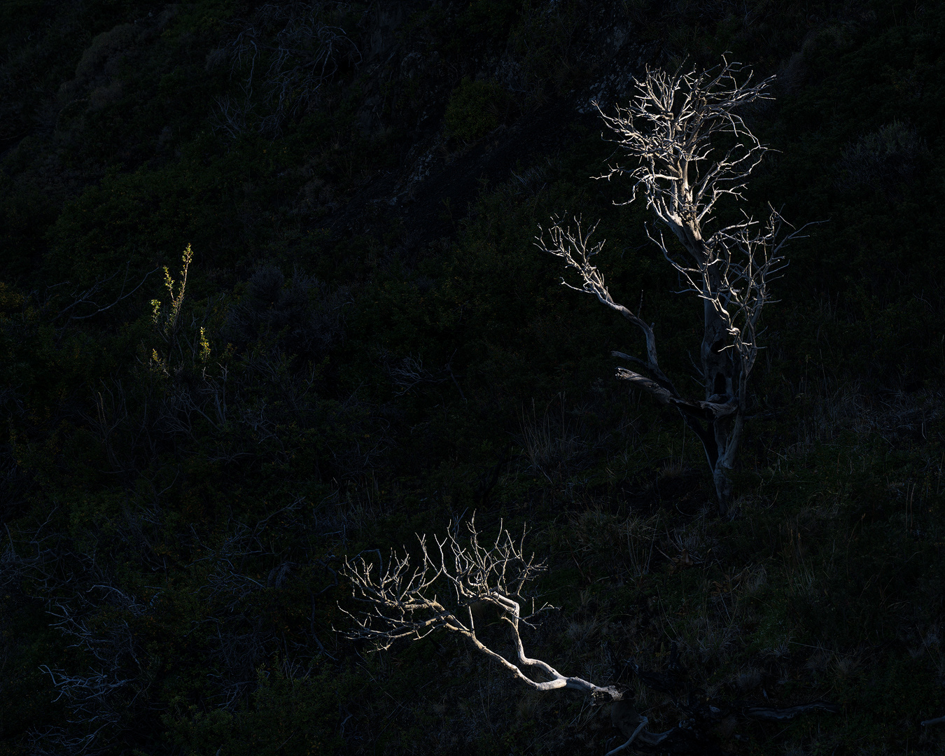 Spirits