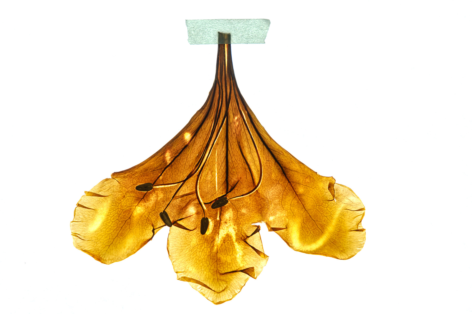 Kunstfotografie einer Engelstrompeten-Blüte von Eva Stöflin