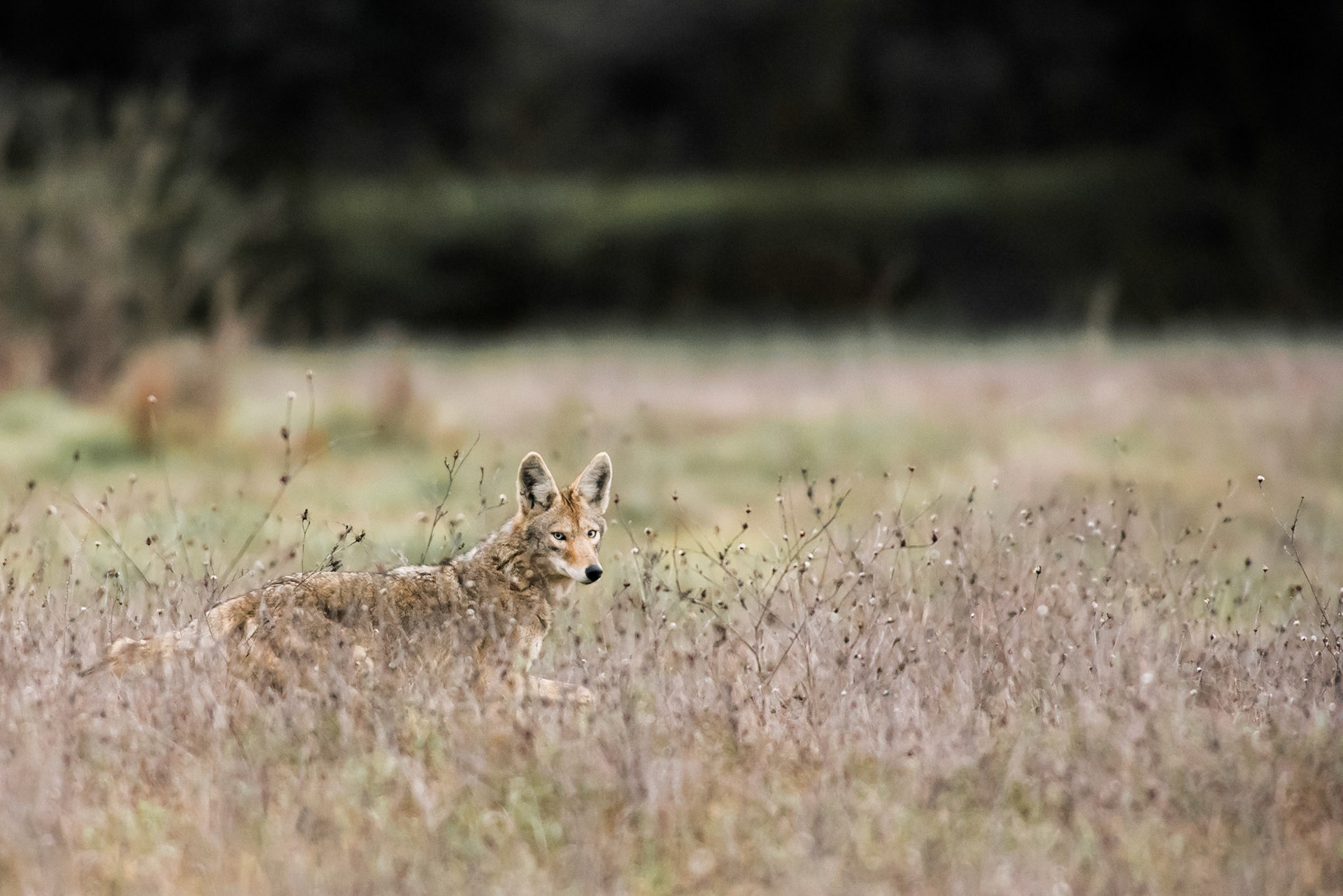 Coyote