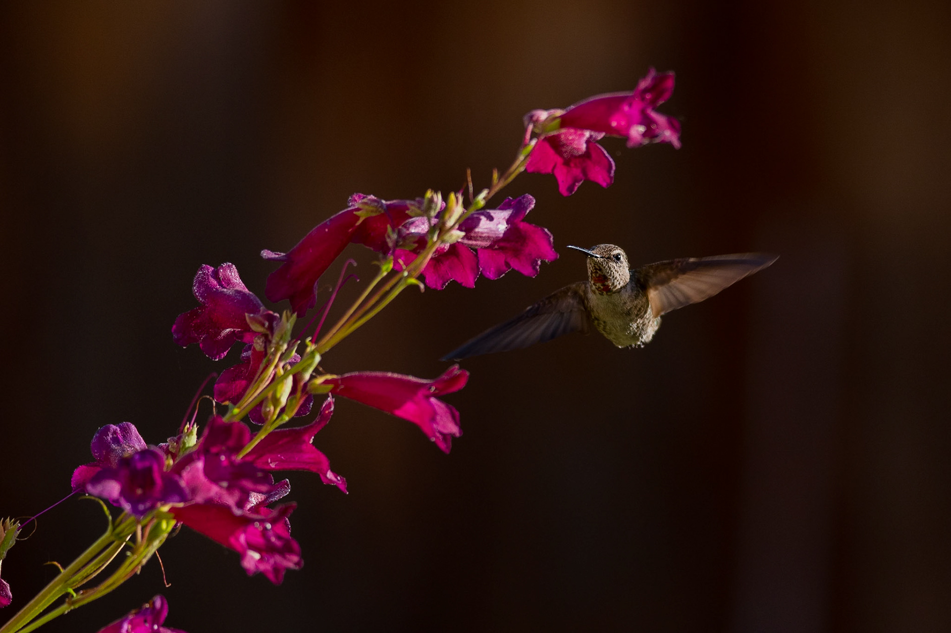 With two mouths to feed, and herself, the Mother spends all her time during the day, gathering nectar.
