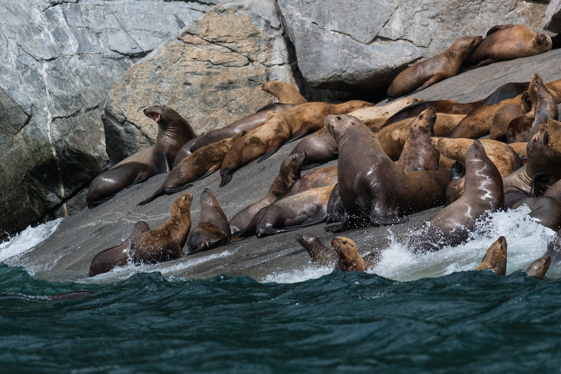 A Stellar Sealion beach master looks over his harem near Skagway, AK.