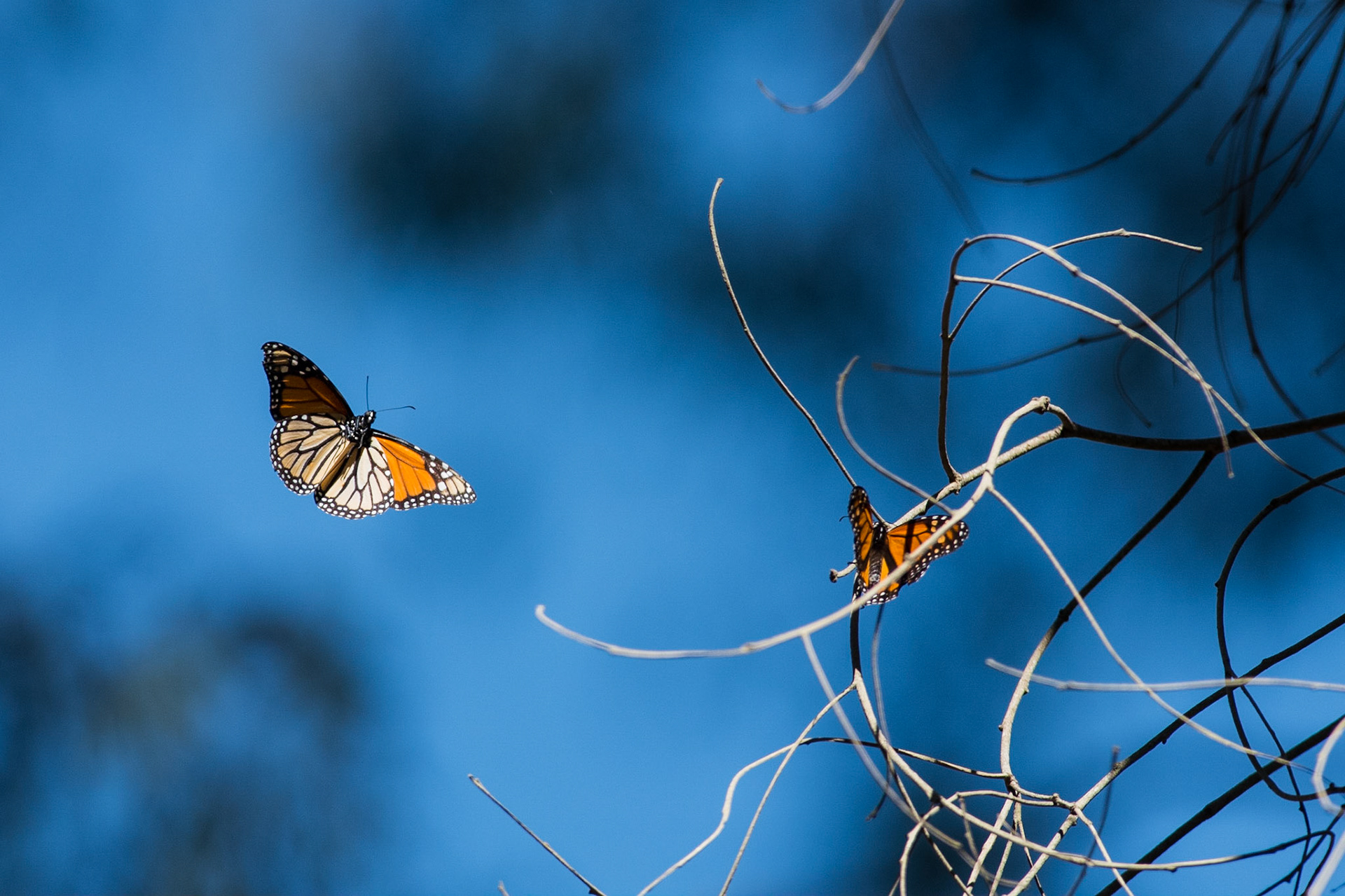 A Monarch Butterfly comes in for landing.