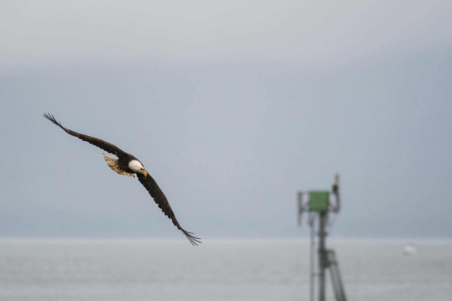 A Bald Eagle circles around before landing.