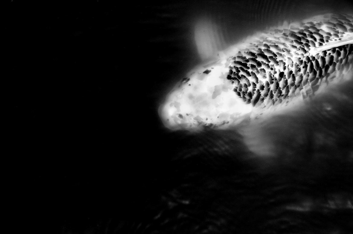 Dream Koi!