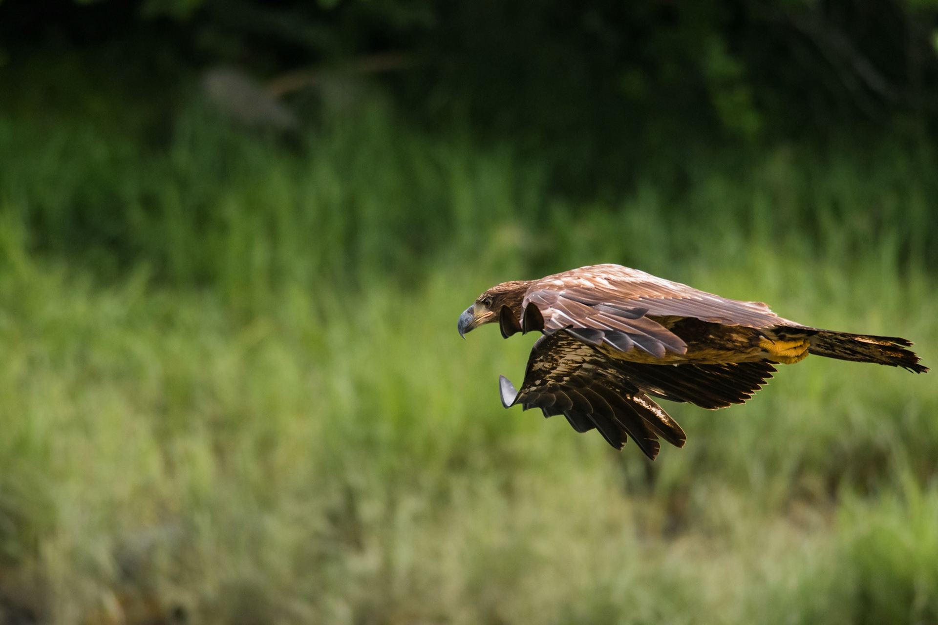 A juvenile Bald Eagle in flight, waiting for the Salmon run.