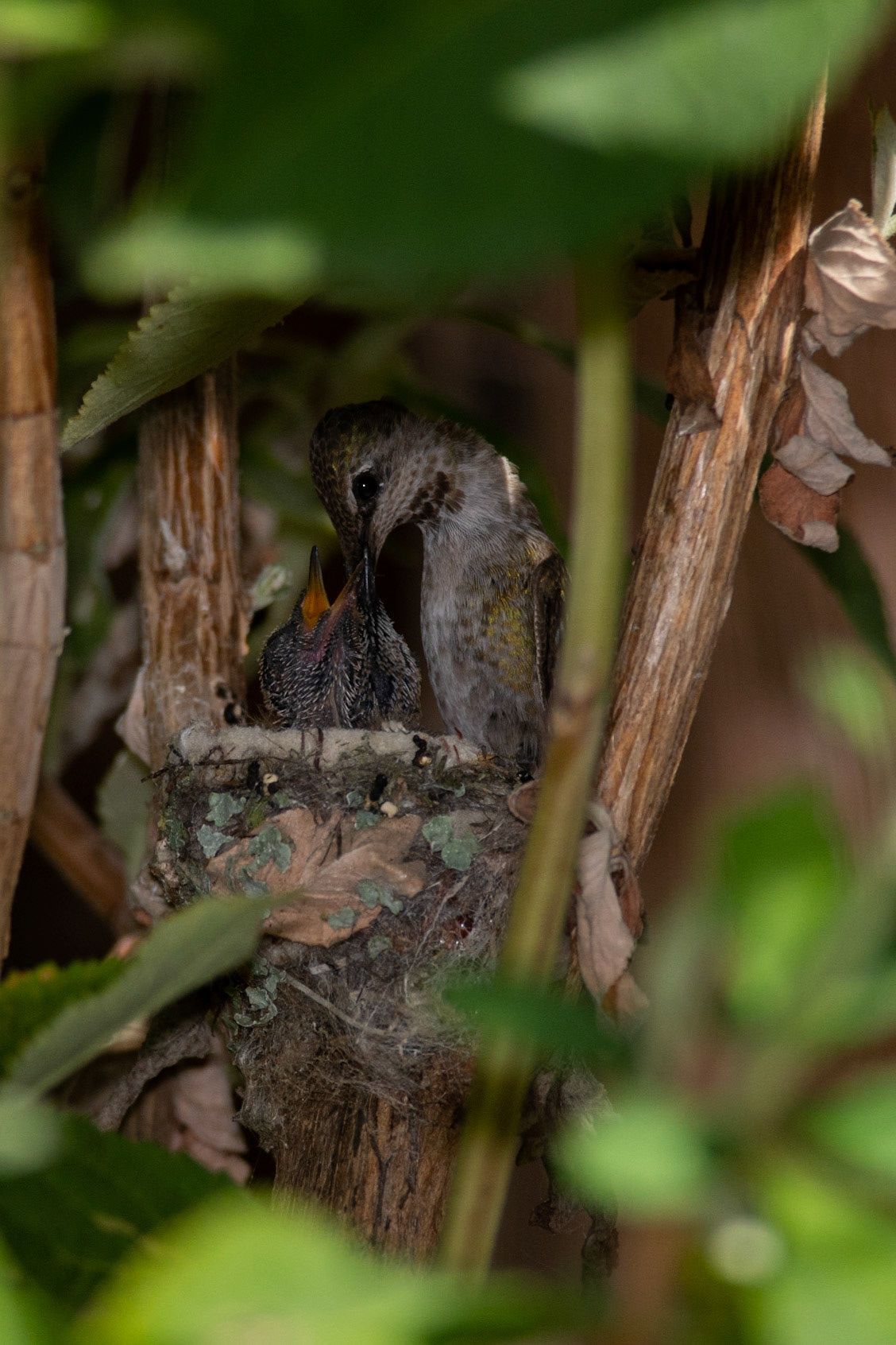 After checking the coast is clear, the Mother returns to the nest. She checks the coast is clear once more, before feeding her chicks.