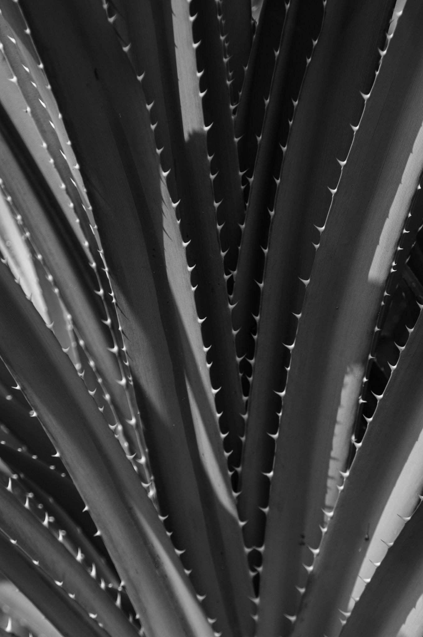 Spikey