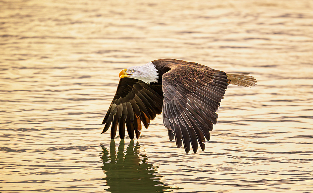 Bald Eagle, Alaska