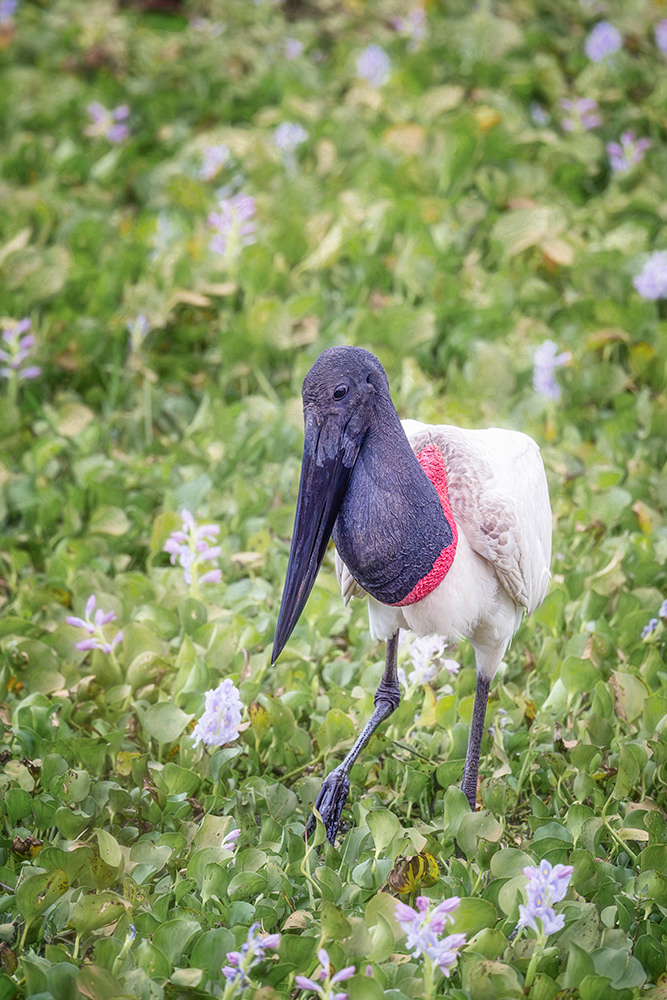 Jabiru stork, Pantanal Brazil