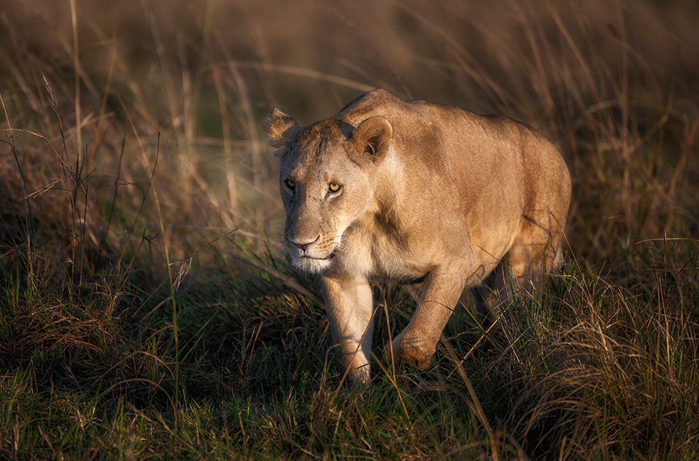 Lion on the Prowl Masai Mara Kenya