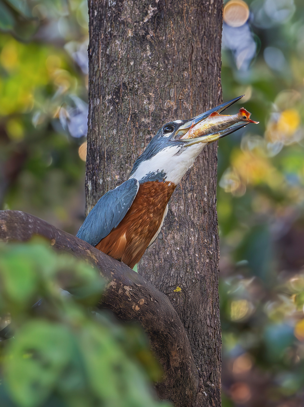 Ringed Kingfisher, Pantanal Brazil