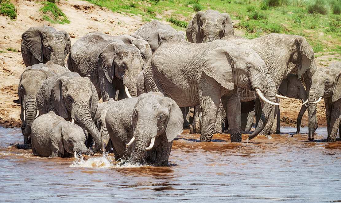 A herd of elephants at riverside in the Masai Mara, Kenya