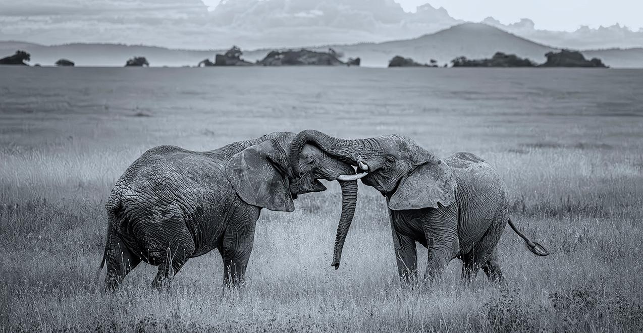 Some trunk wresting in Tanzania
