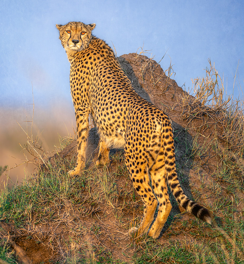 Pregnant cheetah on the lookout for a meal.