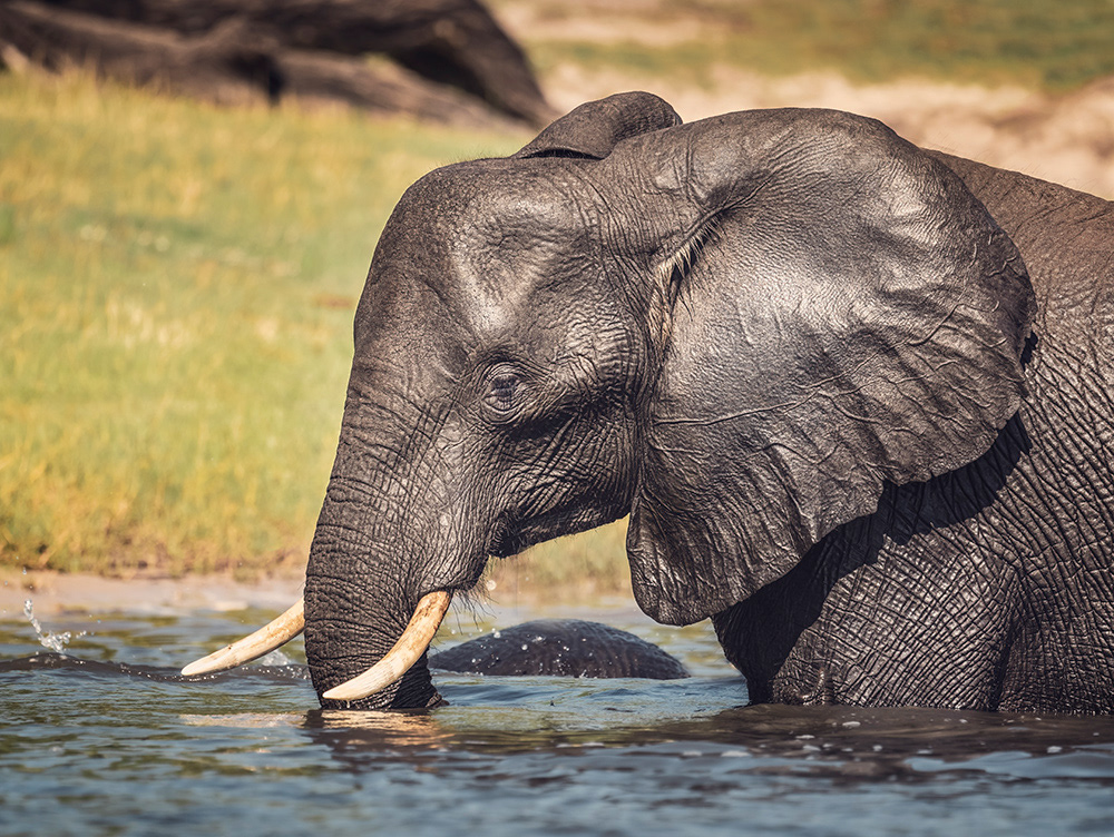 Playing in the Chobe River, Botswana.