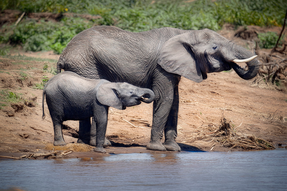 Like Mother Like Daughter, Masai Mara Kenya