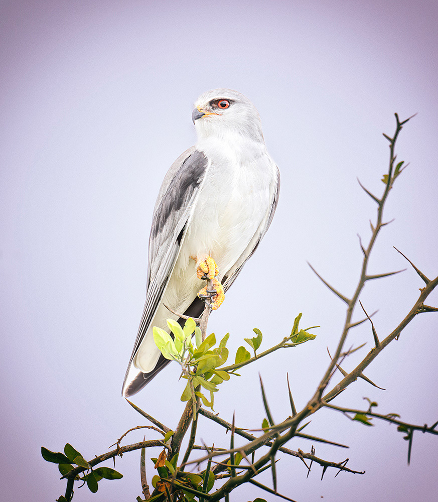 Black Shouldered Kite, Tanzania