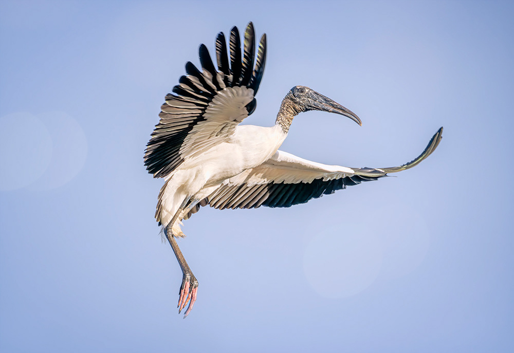 Wood Stork, Pantanal Brazil