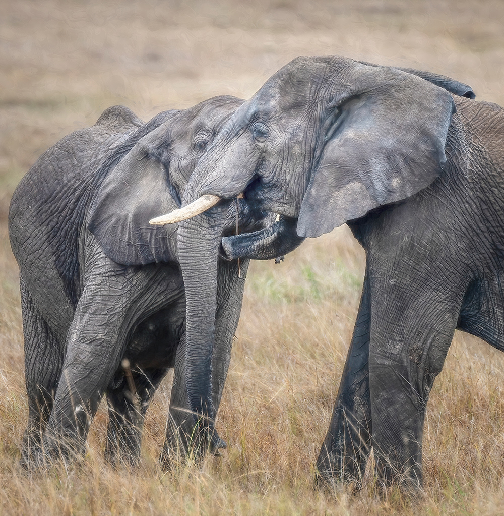 A Tangle of Trunks, Kenya