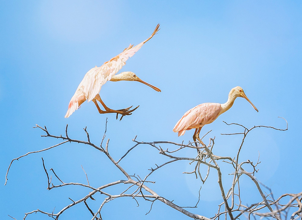 Roseate spoonbills, Pantanal Brazil