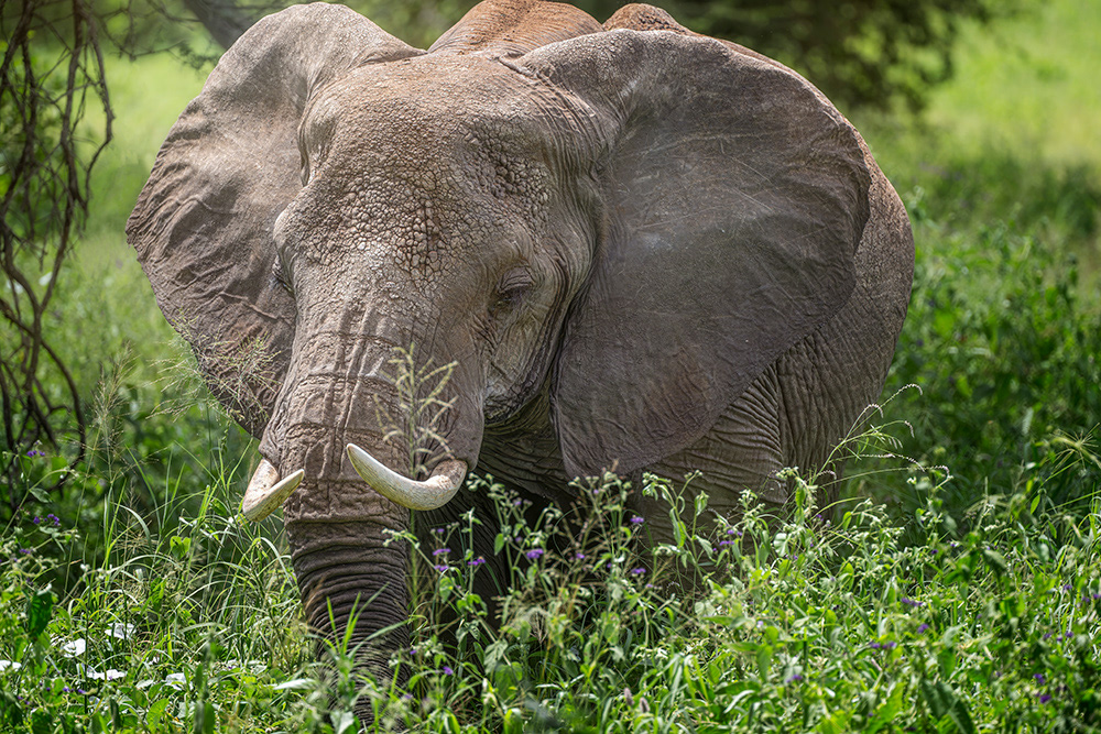 Grazing in Tanzania