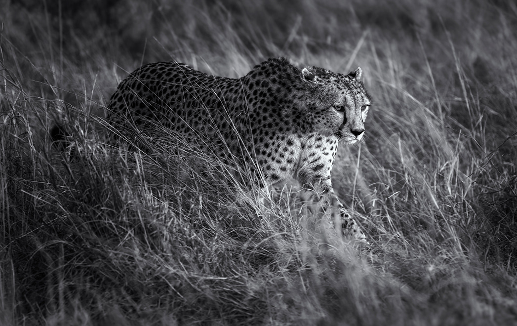 Cheetah on the prowl Masak Mara Kenya