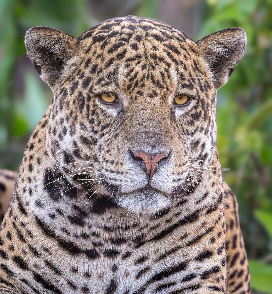 Jaguar Portrait Pantanal Brazil
