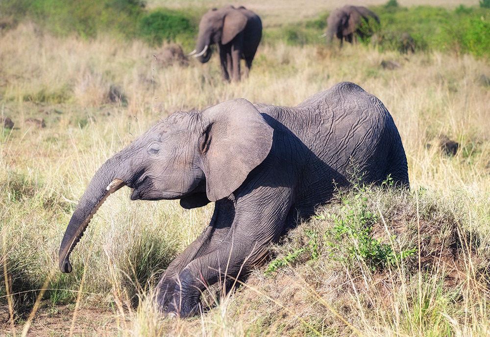 Getting a good scratch on a termite mount in Kenya