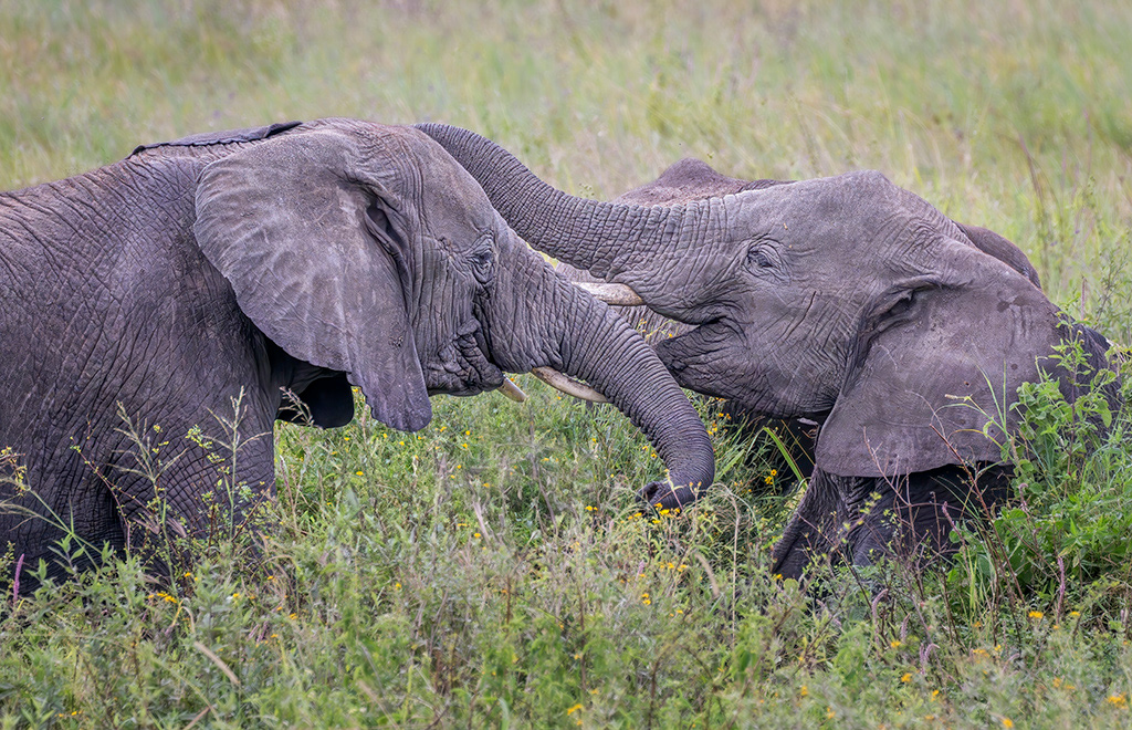 Some trunk wresting in Tanzania