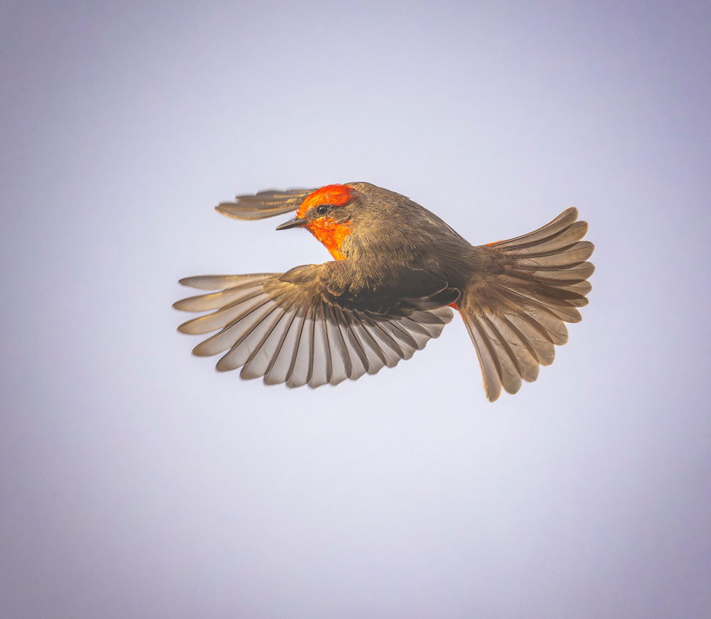 Vermillion Flycatcher, Pantanal Brazil