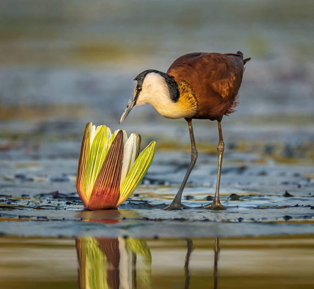 Africa Jacana, Botswana