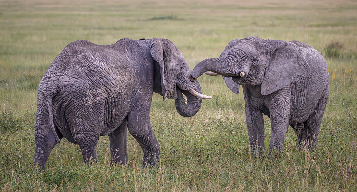 Some trunk wresting in Tanzania