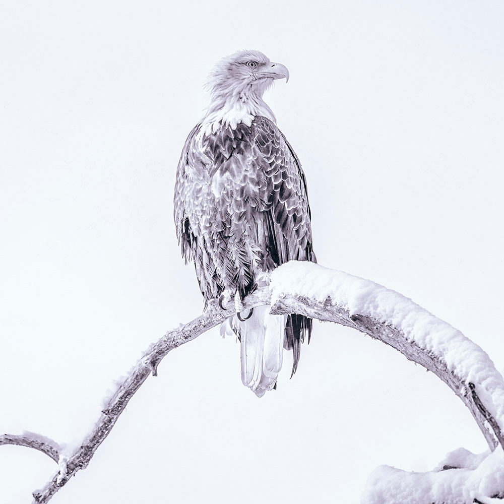 Bald Eagle, Alaska