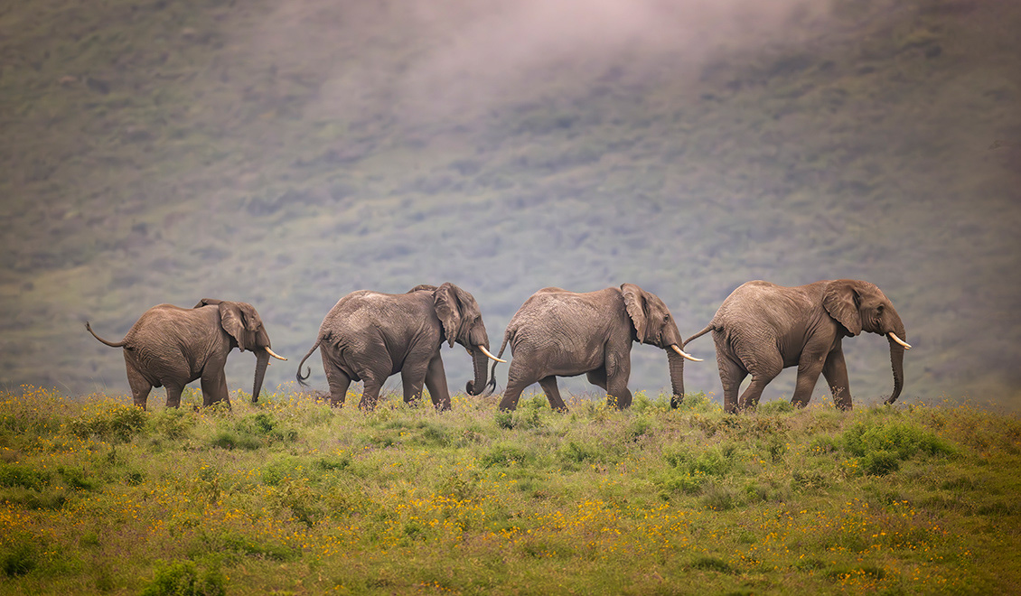 Bad Boys of the Serengeti