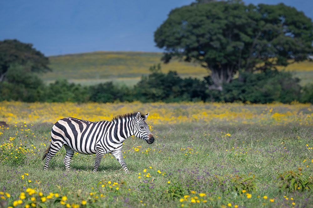 Tanzania