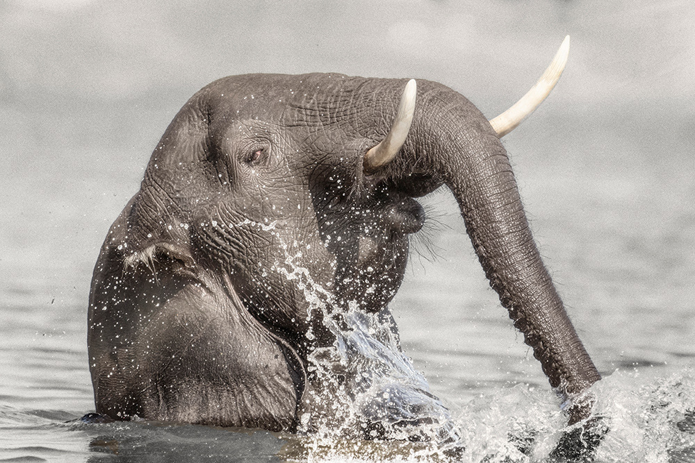 Playing in the Chobe River, Botswana.